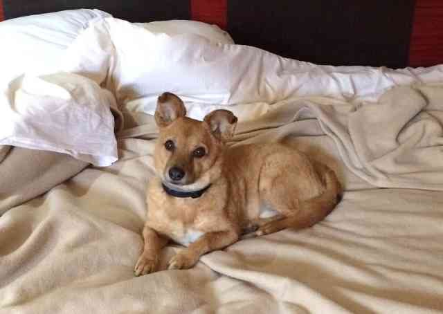 Juli, waiting patiently to go to bed - in a favourite hotel in Spain.